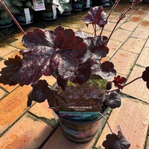 Heuchera Obsidian 14cm