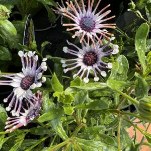 Cape 'Nasinga White'