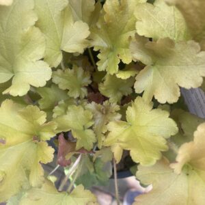 Heuchera 'Marmalade' 14cm