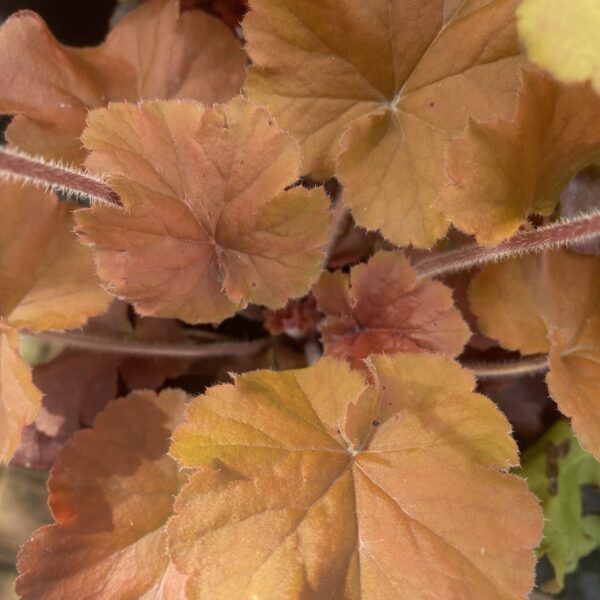 Heuchera North. Expo 'Amber' 14cm