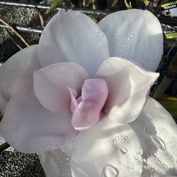 Magnolia 'Iolanthe'