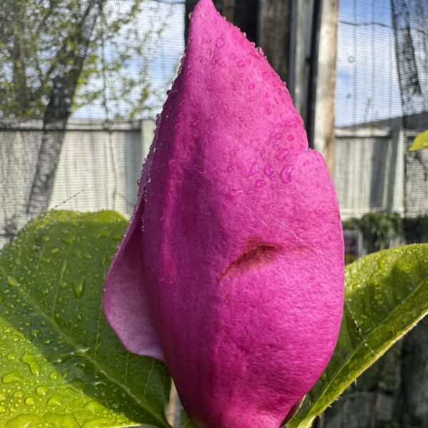 Magnolia 'Cameo' pb28