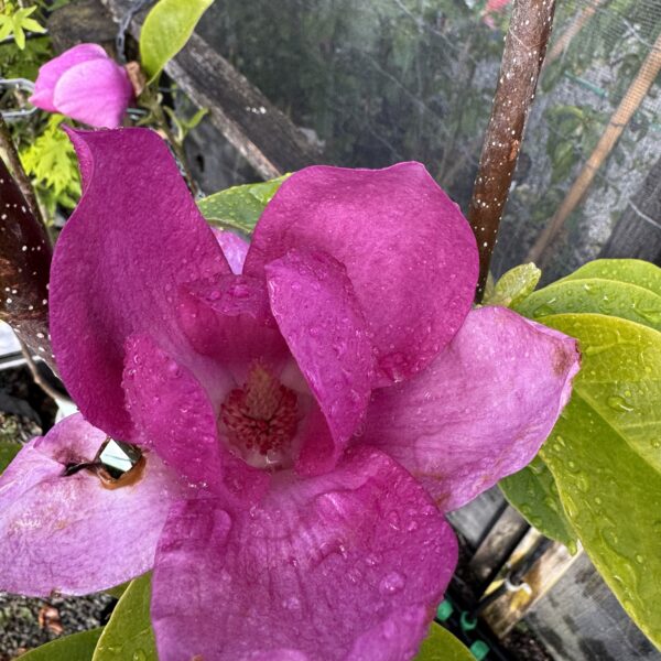 Magnolia 'Cameo' pb28 - Image 2