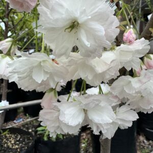 Prunus 'Shimidsu Sakura' 1.8std