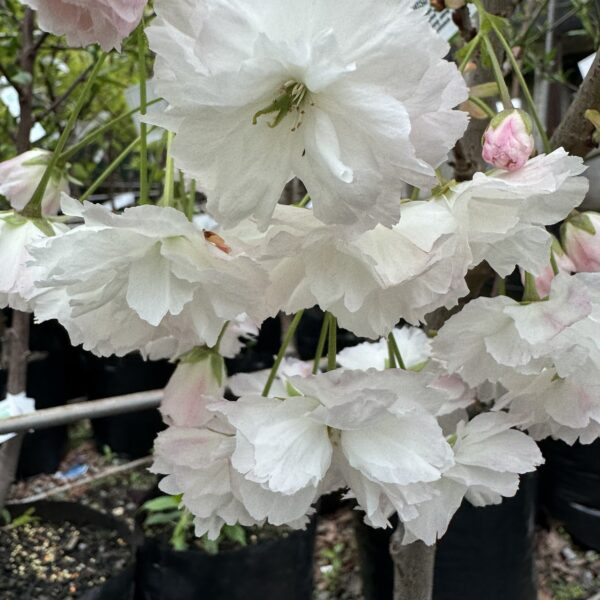 Prunus 'Shimidsu Sakura' 1.8std