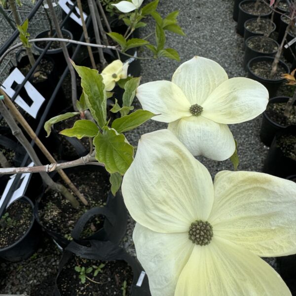 Cornus 'Eddies White Wonder' : Eddie's White Wonder Dogwood  pb28