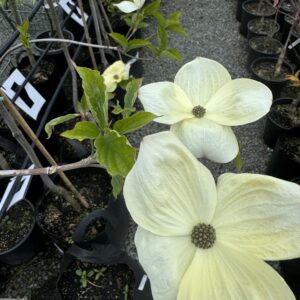 Cornus 'Eddies White Wonder' 25L