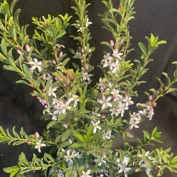 Eriostemon myoporoides 'Bournda Beauty' - Image 2