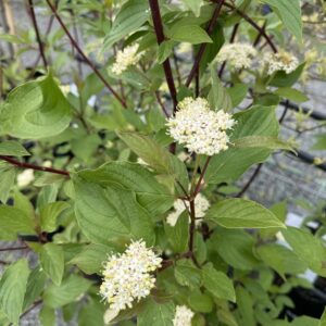 Cornus alba sibirica  'Red Stemmed Cornus'