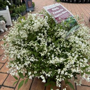 Deutzia 'nikko' 2.5L