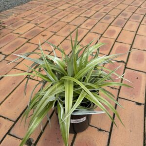 Astelia 'Silver Shadow' 2.5L