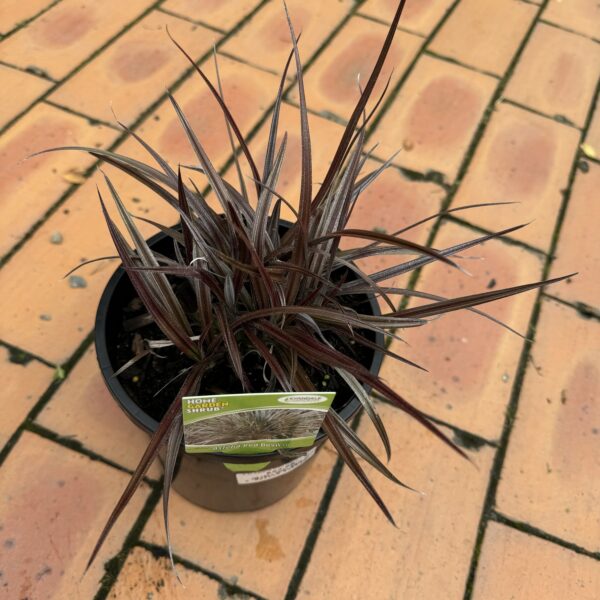 Astelia 'Red Devil' 2.L
