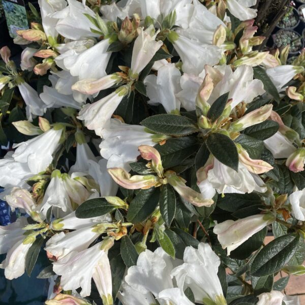 Rhododendron 'John Bull' PB8