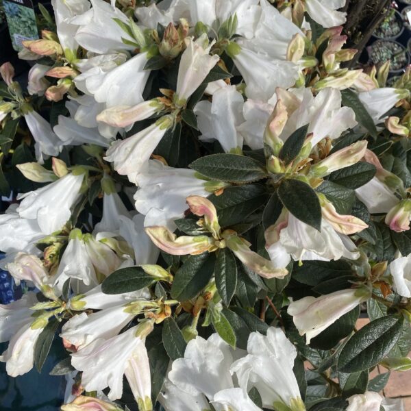 Rhodo 'John Bull' pb8