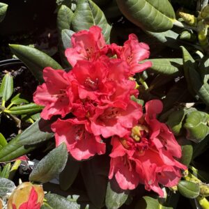 Rhododendron 'High Society' 7.5L