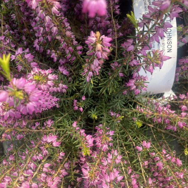 Erica x darleyensis A T Johnson.