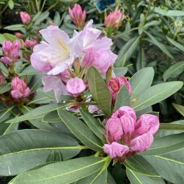 Rhododendron ' Van Dec ' 2L