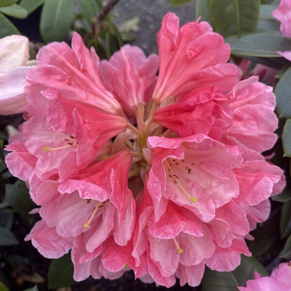 Rhododendron 'Mt Loma Prieta' 2L - Image 2