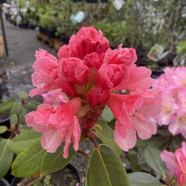 Rhododendron 'Mt Loma Prieta' 2L