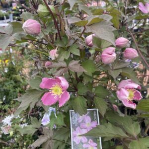 Clematis 'Tetrarose' 3.3L