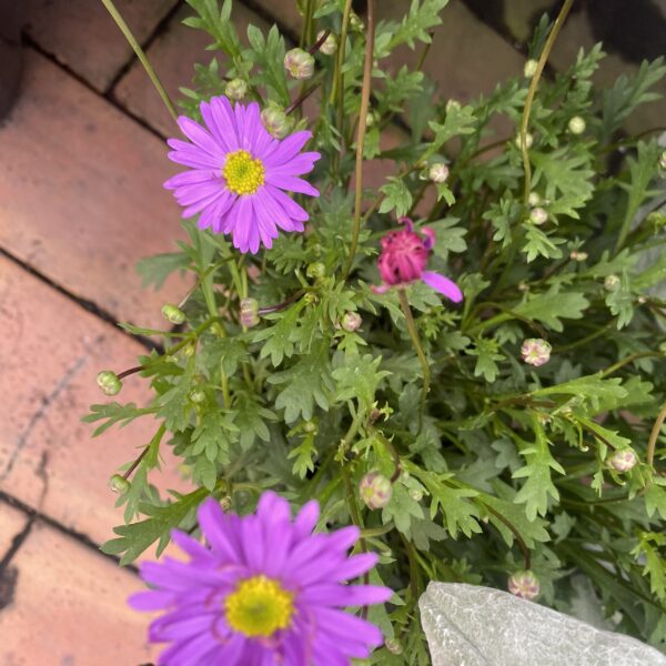 Brachycombe 'Brasco Purple' 2L