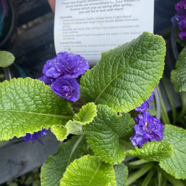 Primula Belarina 'Cobalt Blue'