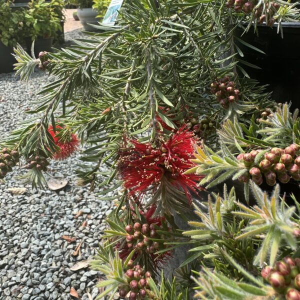 Callistemon 'Rocky Rambler' 2L
