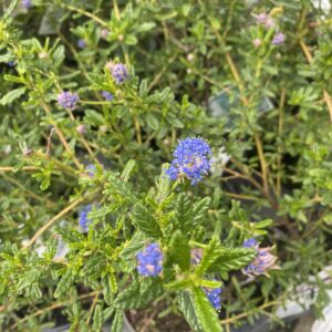 Ceanothus 'Roweanus' 2L