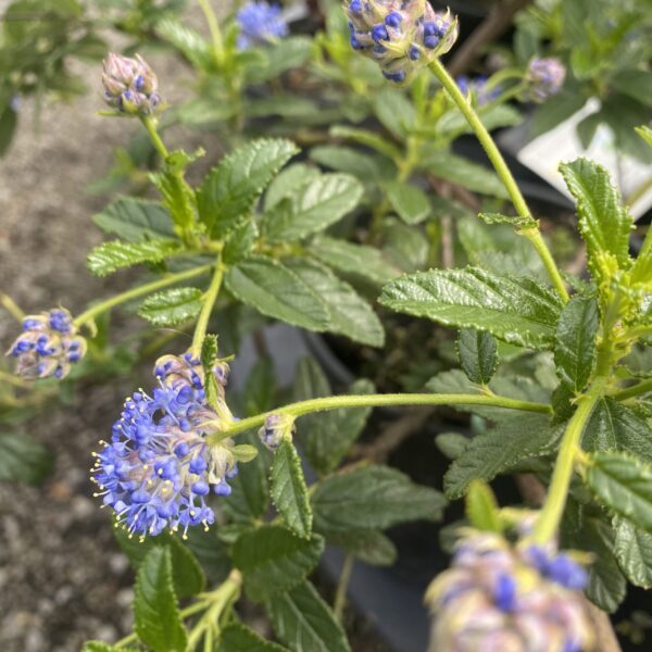 Ceanothus 'Joyce Coulter'-