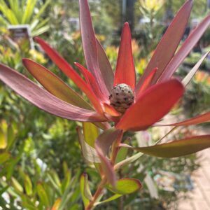 leucadendron 'Loving Memory' 2L