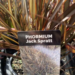 Phormium 'Jack Spratt'-2L