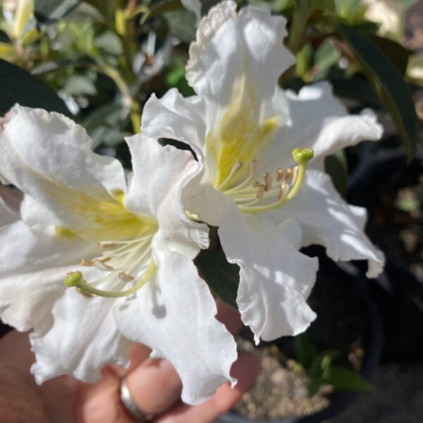 Rhododendron 'Cos' 2L