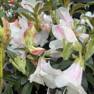 Rhododendron 'Princess Alice' 7.5L