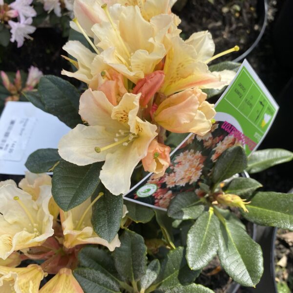 Rhododendron 'Buna' 2L