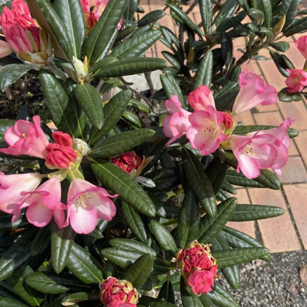 Rhododendron 'Apple Brandy'  7