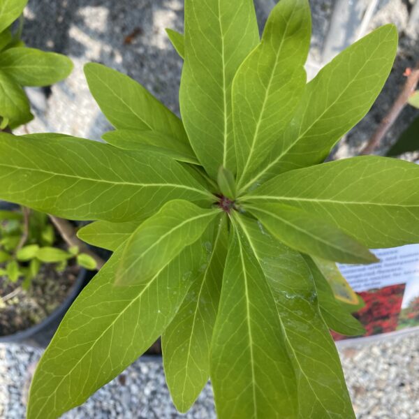 Embothrium 'coccineum' 4L