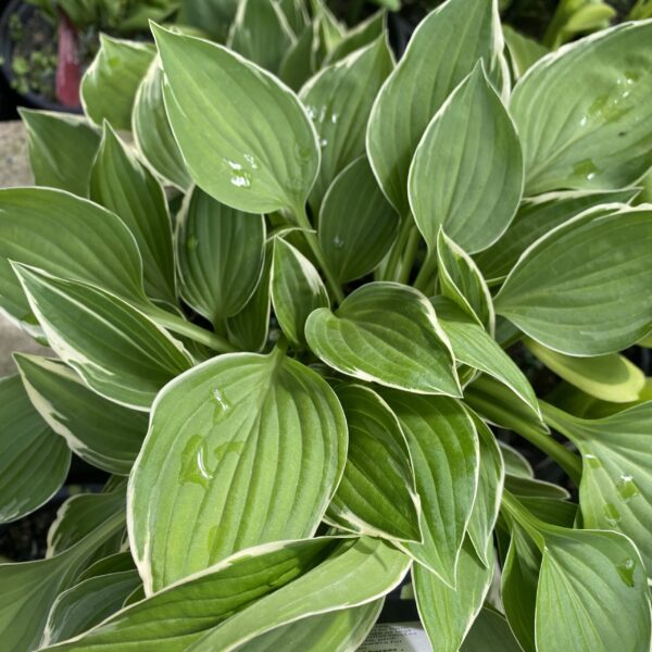 Hosta 'Allan P McConnell' 2L