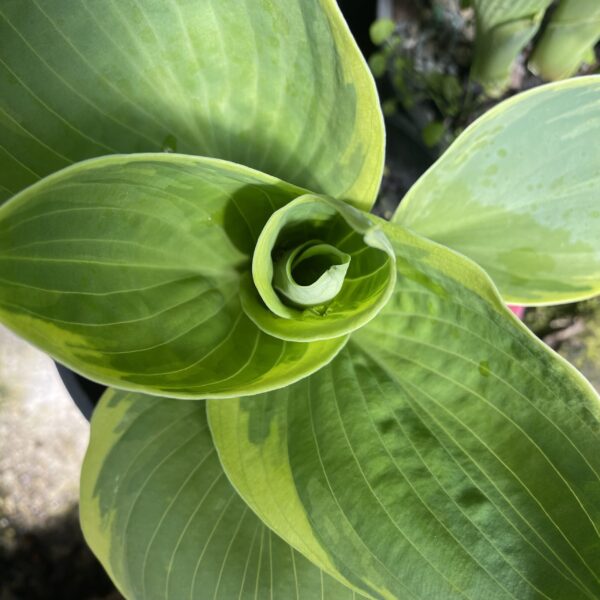 Hosta 'Pizzazz' 1.5L