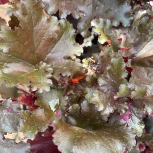 Heuchera 'Black Taffeta' 14cm