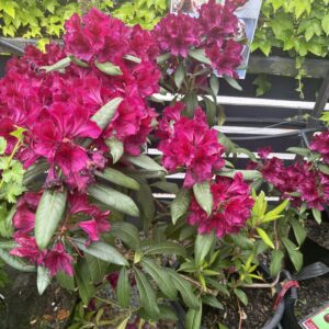 Rhodo Large Black Sport 25L