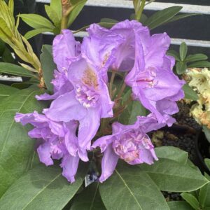 Rhododendron 'Fastuosum Flore Pleno' 7.5L