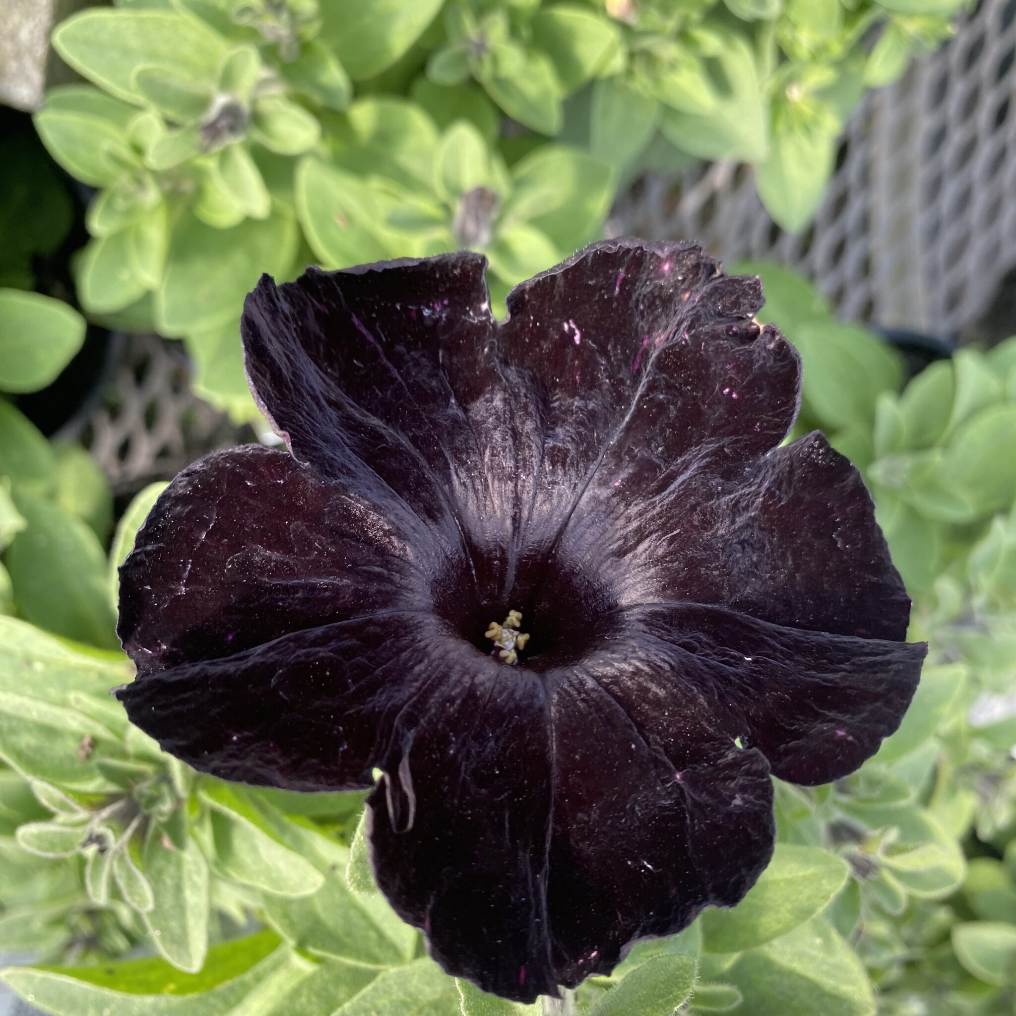 Crazytunia 'Black Mamba' 1.5L - Lushingtons