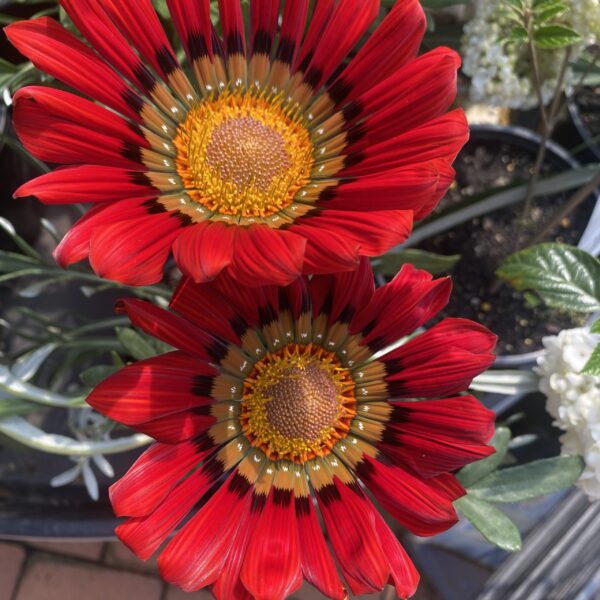 Gazania 'Takatu Red 1.9L