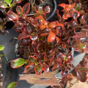 Coprosmra 'Scarlet Ohara' 2.4L