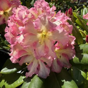 Rhododendron 'Melrose Flash' 7.5l