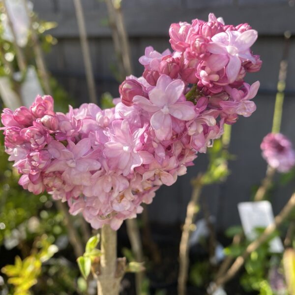 Syringa-Lilac 'Esther Stanley' 6L