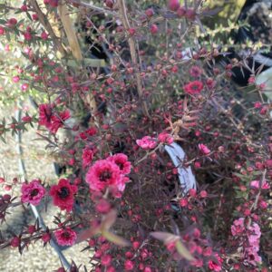 Leptospermum 'Burgundy Queen'