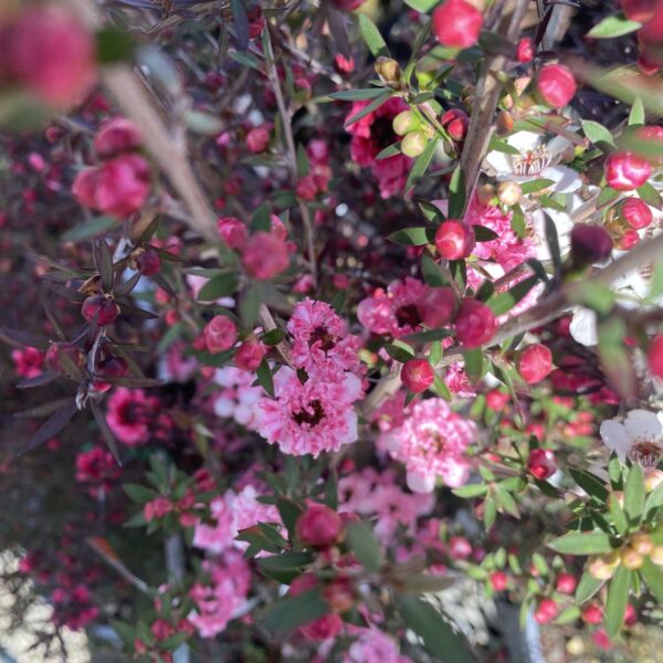 Leptospermum 'Coral Candy' Manuka 3.3L - Image 2