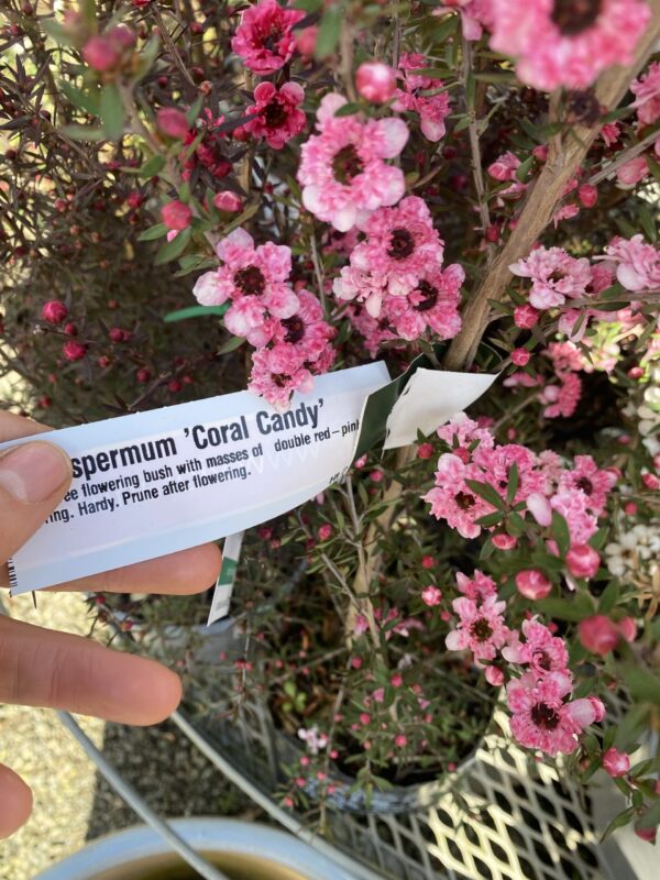 Leptospermum 'Coral Candy' Manuka 3.3L