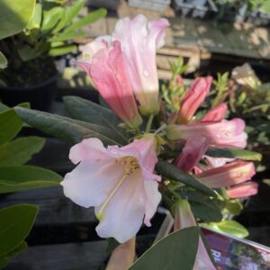 Rhododendron 'Countess of Haddington' 7L